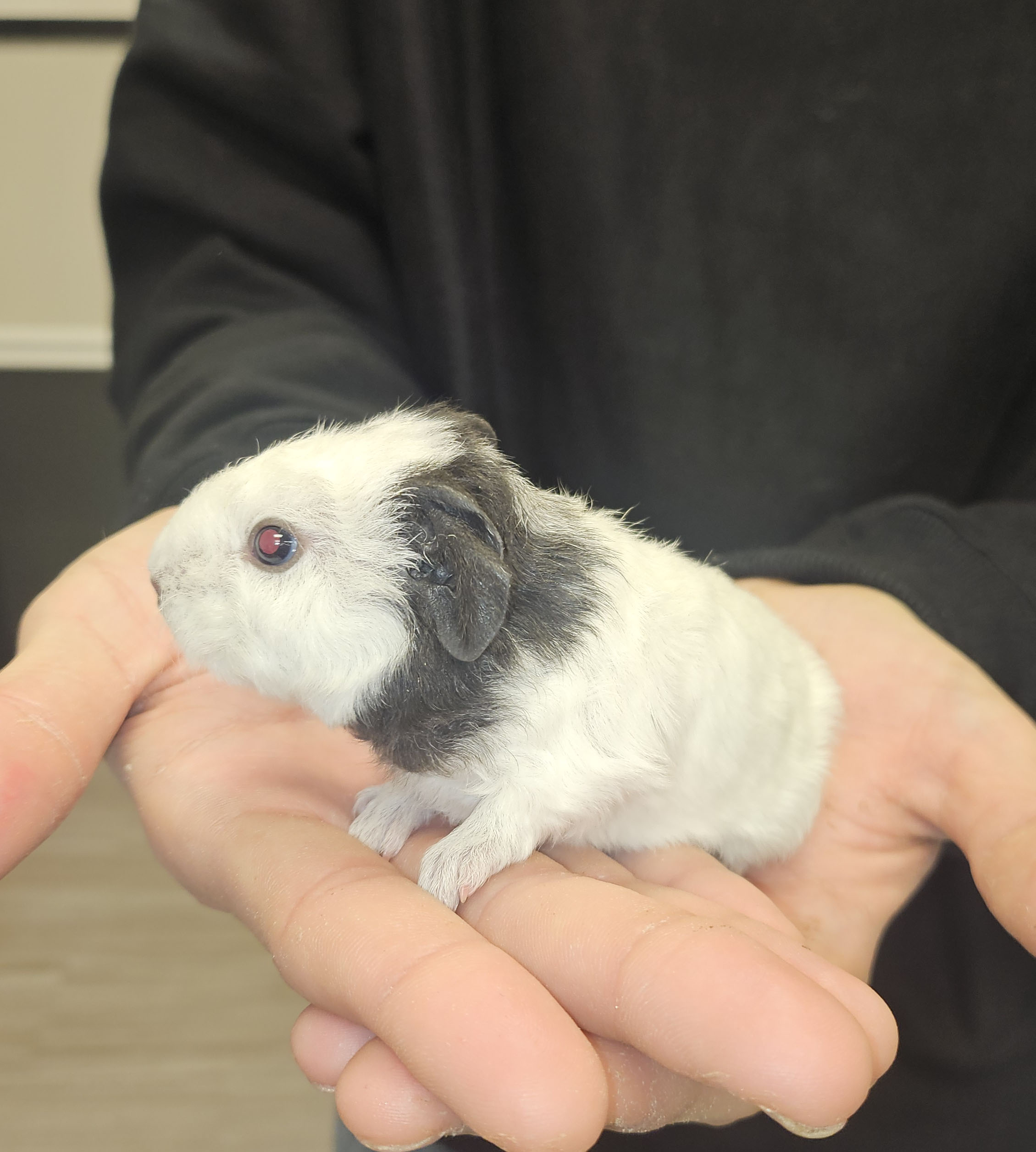 Baby Guinea Pig