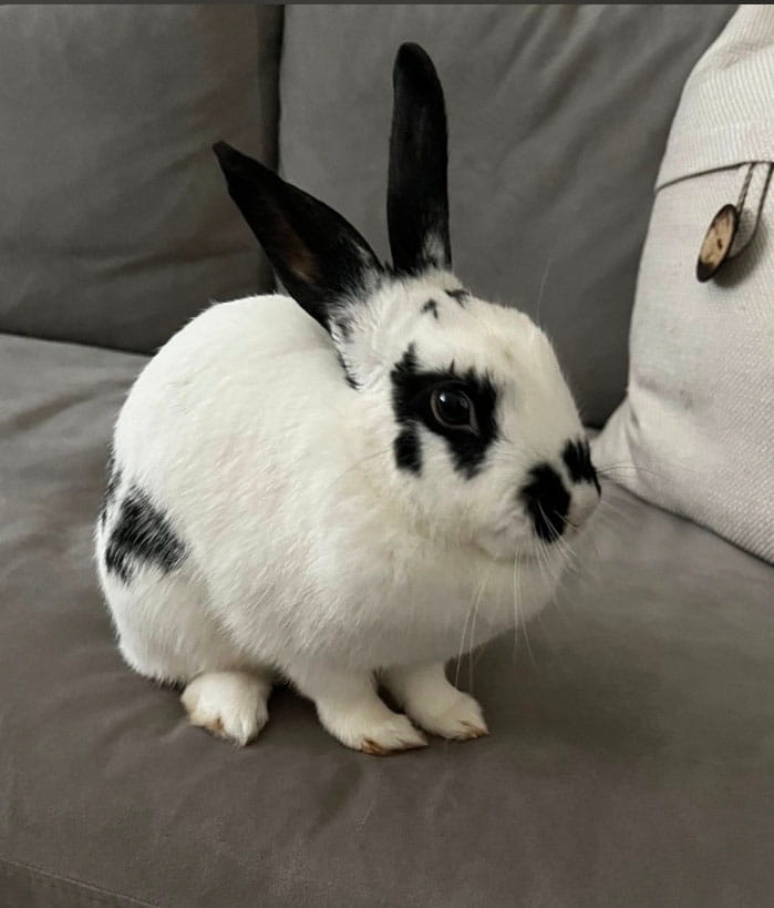 A pet at home with its family before rehoming